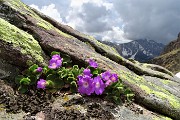 Primavera al Monte Campo con distese di crocus e al Laghetto di Pietra Quadra in progressivo disgelo il 24 maggio 2018 - FOTOGALLERY